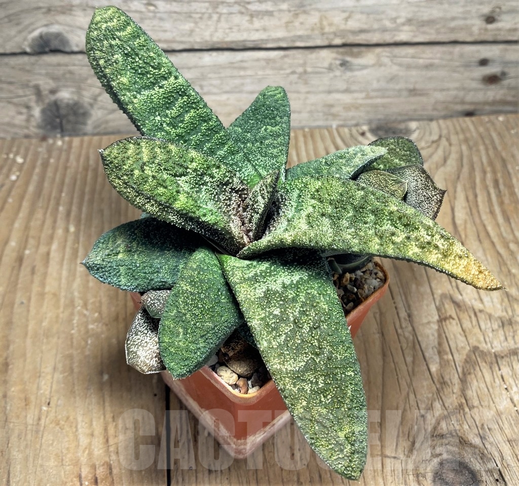 SHPR23500 Gasteria batesiana 'Barberton' - Image 2