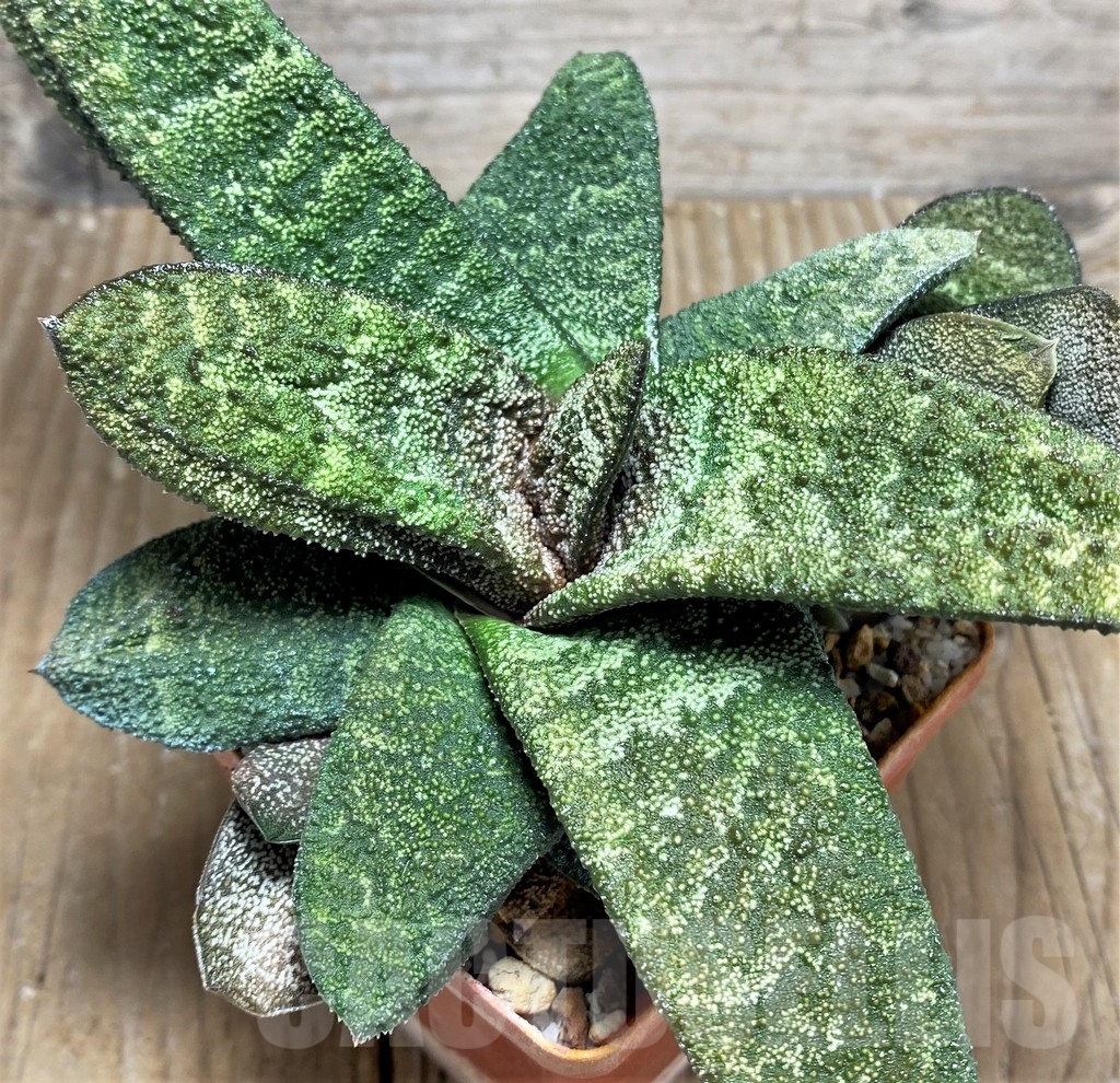 SHPR23500 Gasteria batesiana 'Barberton'