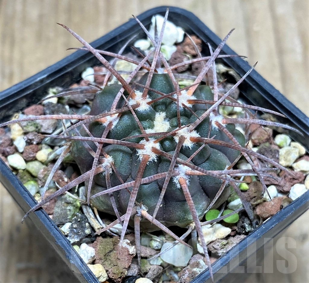 SHPR23519 Gymnocalycium spegazzinii -La Encrucijada-