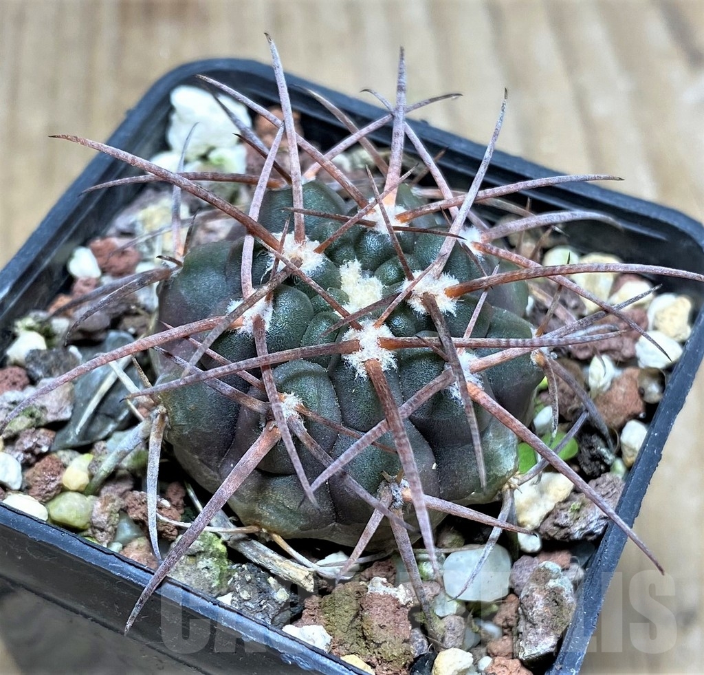 SHPR23519 Gymnocalycium spegazzinii -La Encrucijada- - Зображення 2