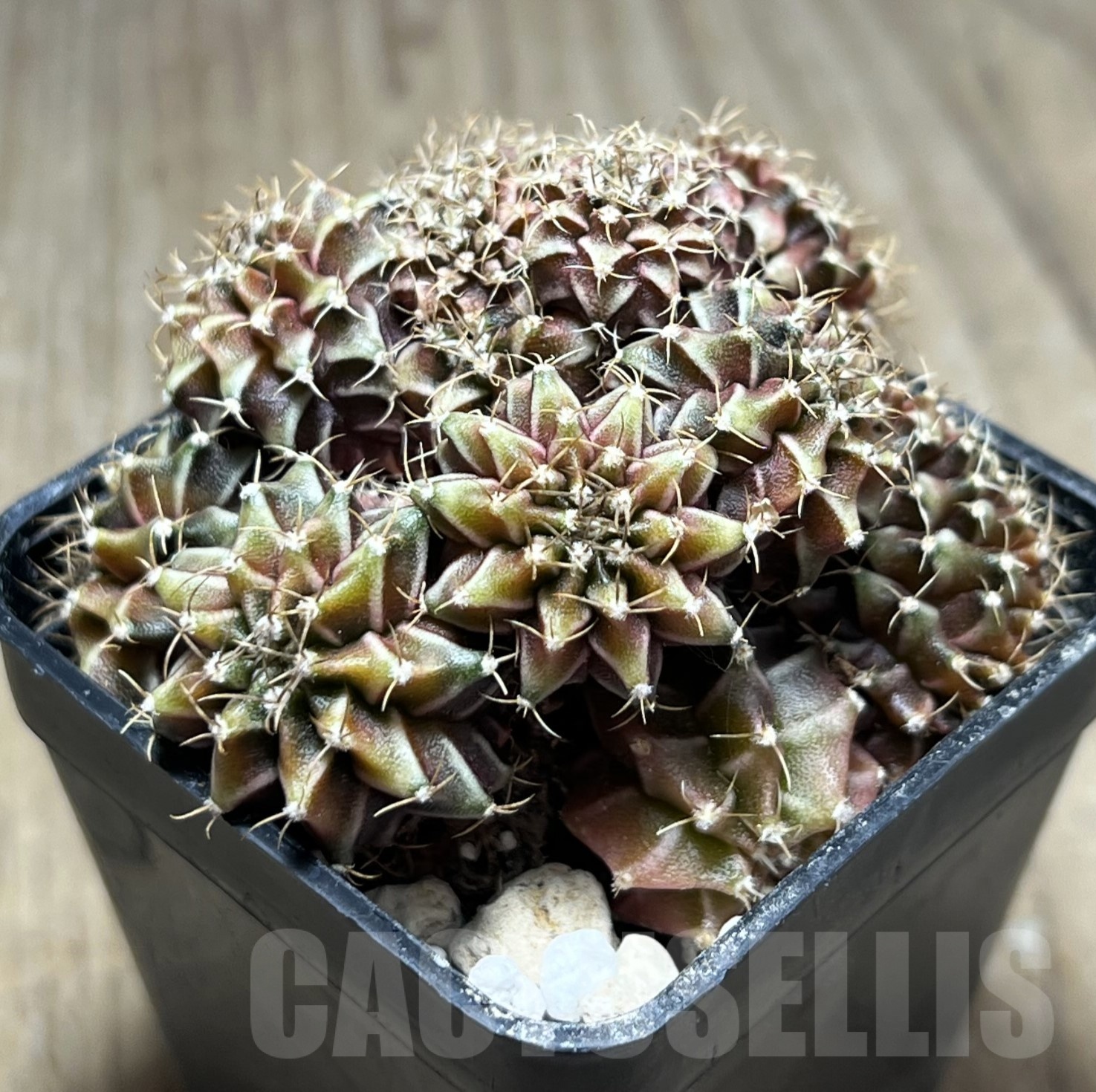 SHPR16940 Gymnocalycium mihanovichii f. cristata