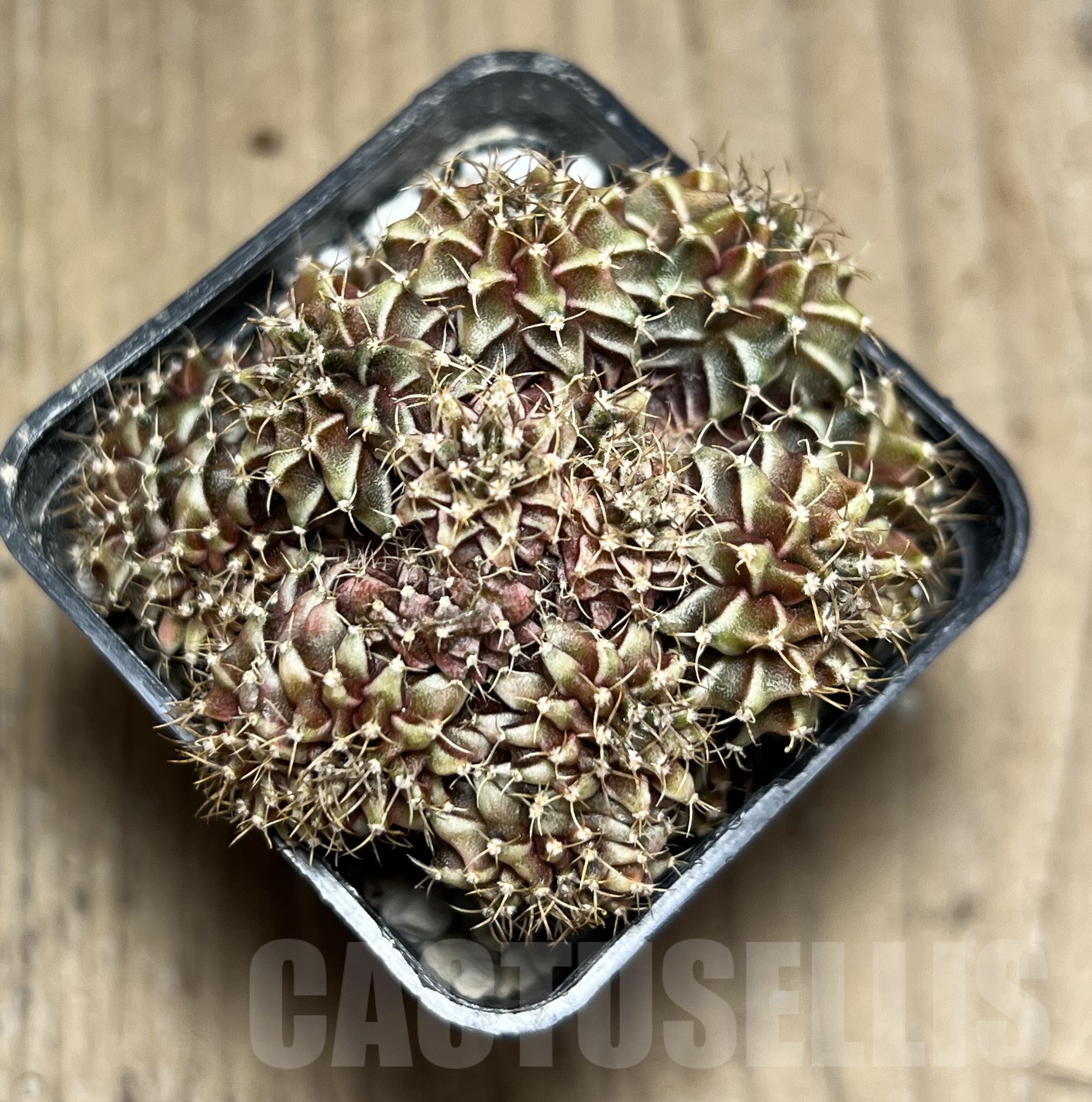 SHPR16940 Gymnocalycium mihanovichii f. cristata - Image 2