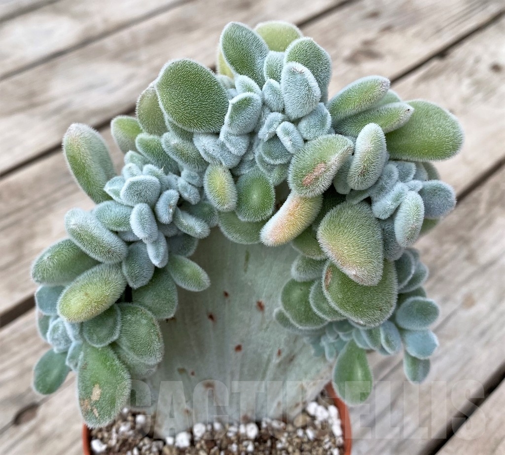SHPR23561 Echeveria 'Frosty' f. cristata - Image 2