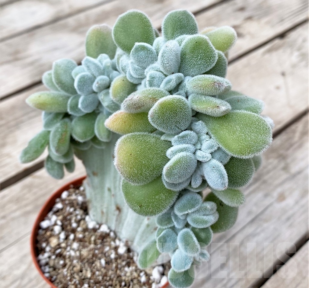 SHPR23561 Echeveria 'Frosty' f. cristata