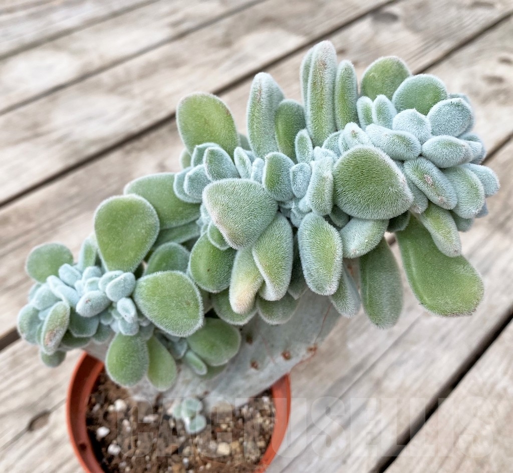 SHPR23563 Echeveria 'Frosty' f. cristata