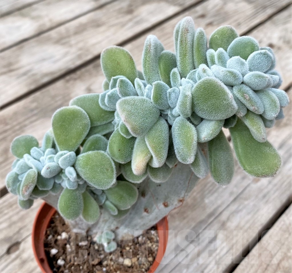 SHPR23563 Echeveria 'Frosty' f. cristata - Image 2