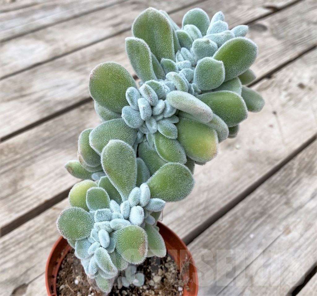SHPR23563 Echeveria 'Frosty' f. cristata - Image 3