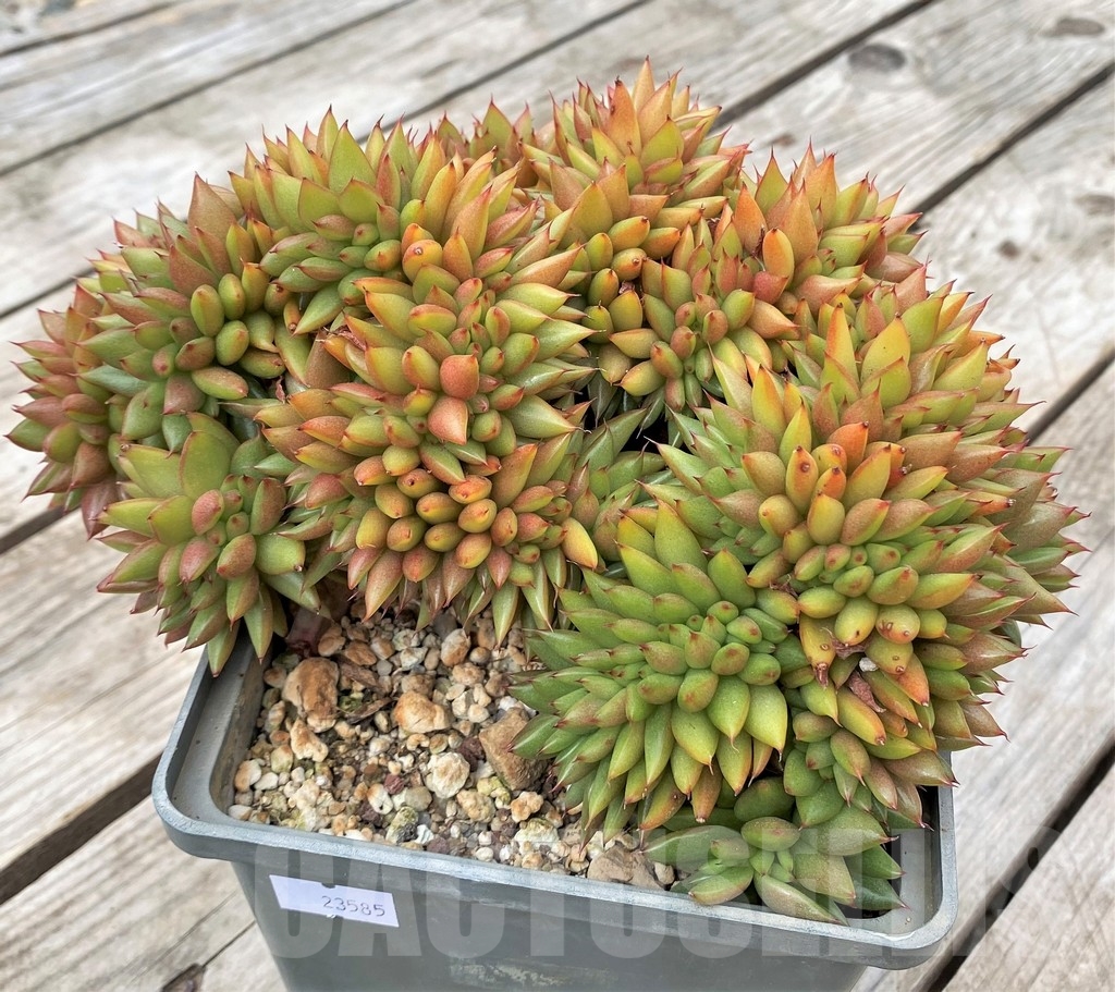 SHPR23585 Echeveria agavoides f. cristata