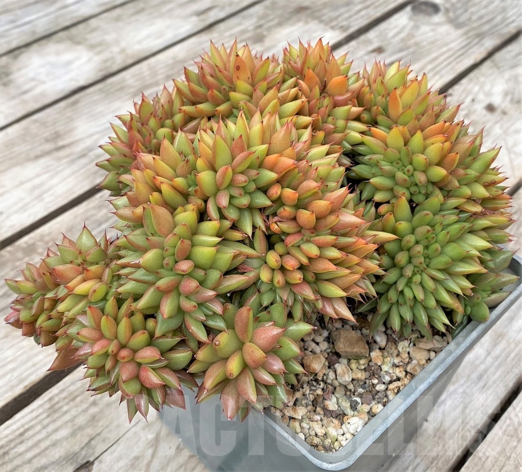SHPR23585 Echeveria agavoides f. cristata - Image 2