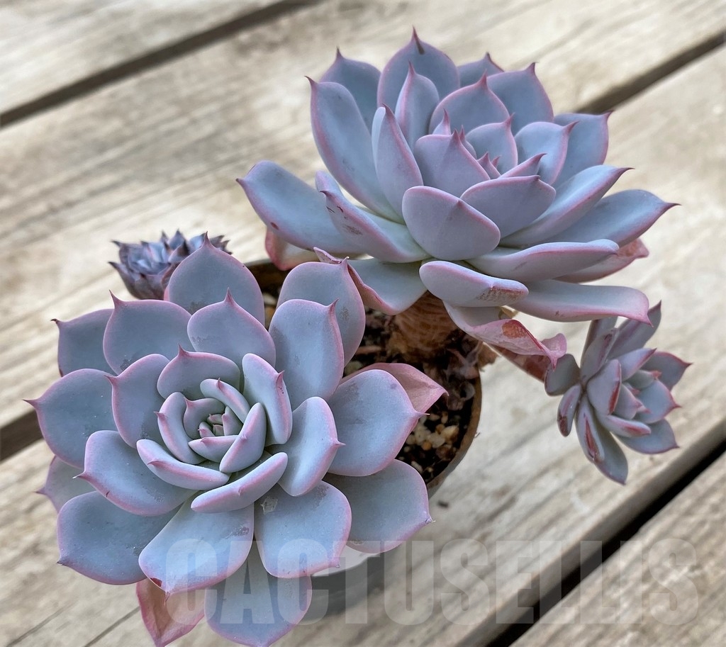 SHPR23587 Echeveria 'Laulensis'