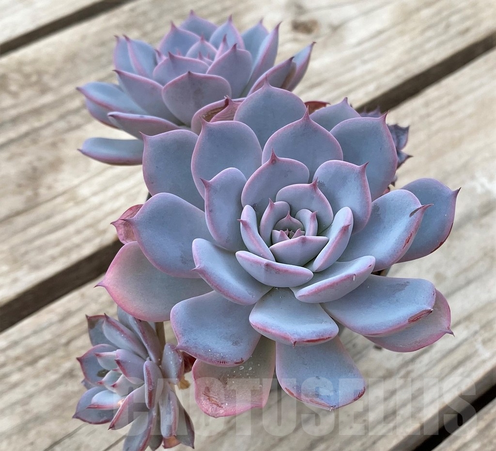 SHPR23587 Echeveria 'Laulensis' - Image 2