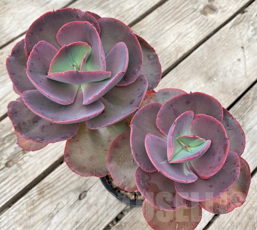SHPR23588 Echeveria ‘Suyon’ - immagine 2