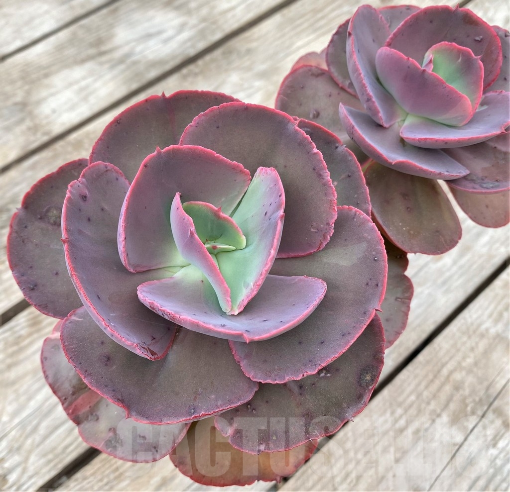 SHPR23588 Echeveria ‘Suyon’