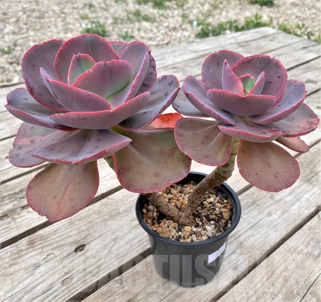 SHPR23588 Echeveria ‘Suyon’ - immagine 3