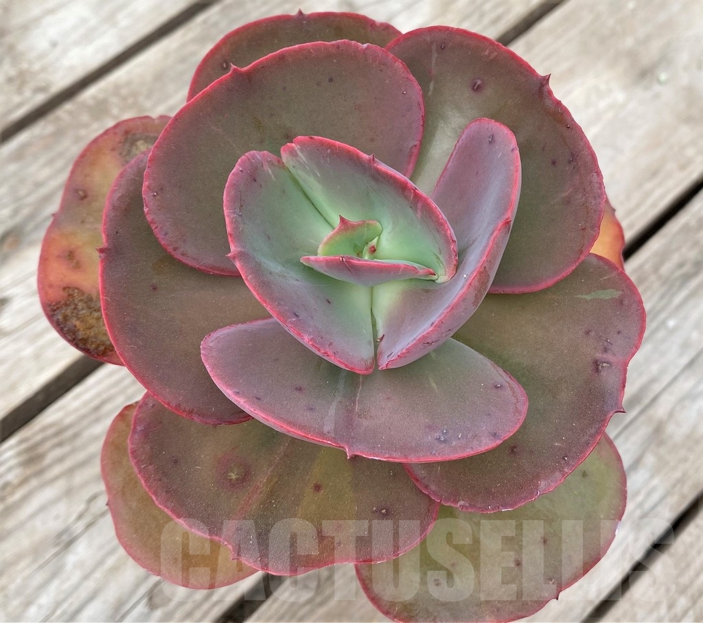 SHPR23589 Echeveria ‘Suyon’ - 画像 (2)