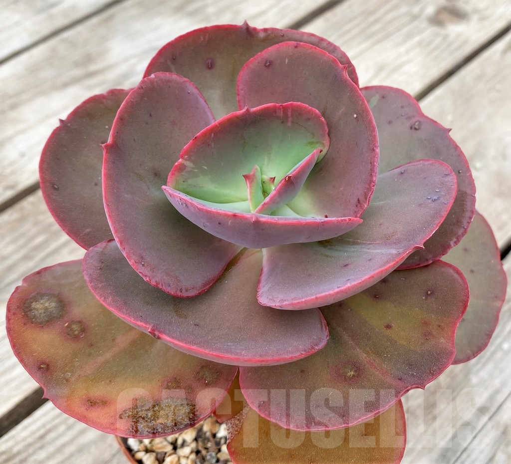 SHPR23589 Echeveria ‘Suyon’