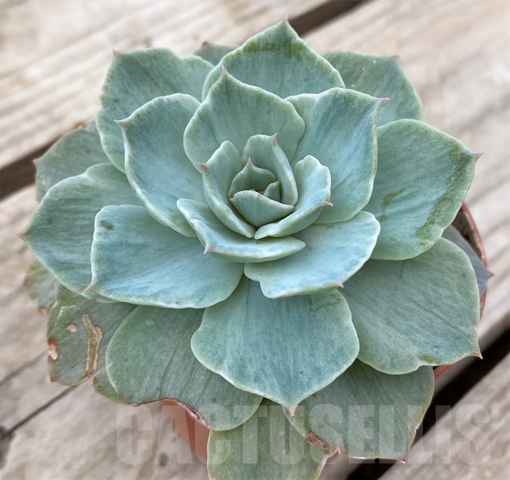 SHPR23590 Echeveria 'Silver Queen'