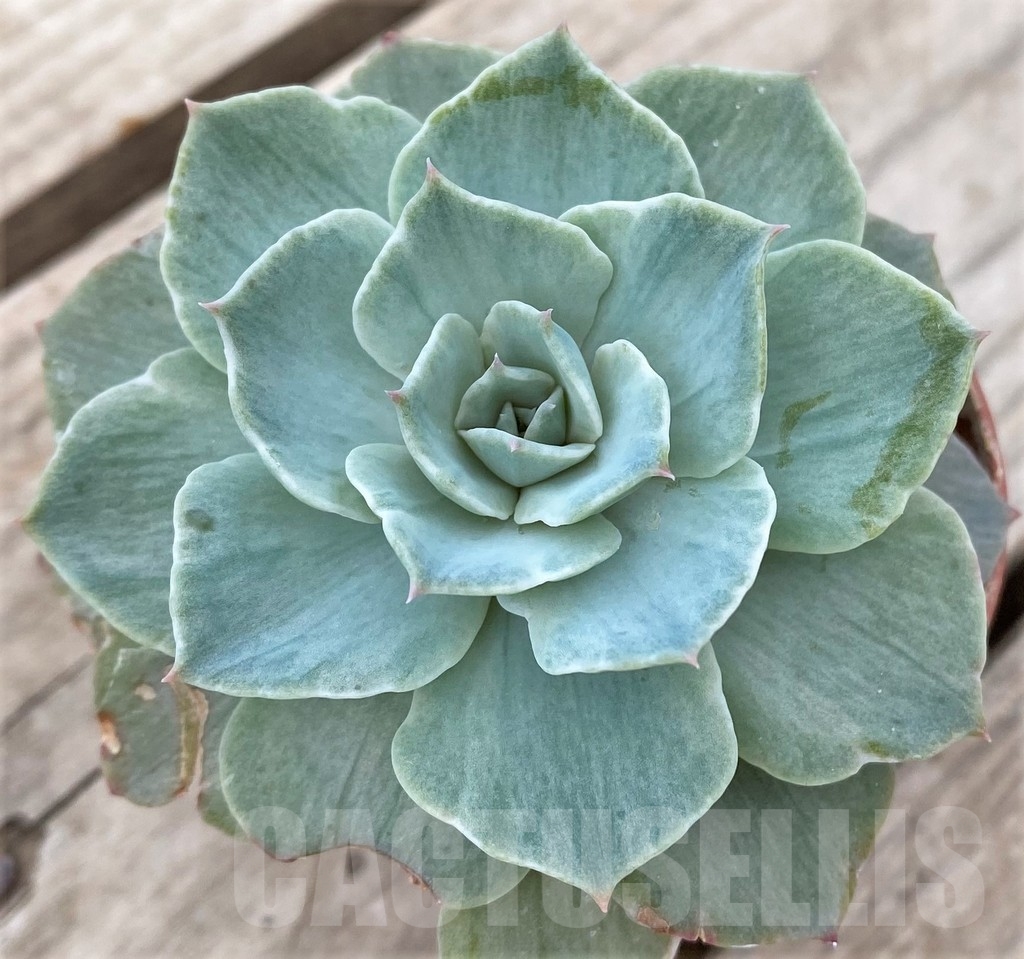 SHPR23590 Echeveria 'Silver Queen' - 画像 (2)