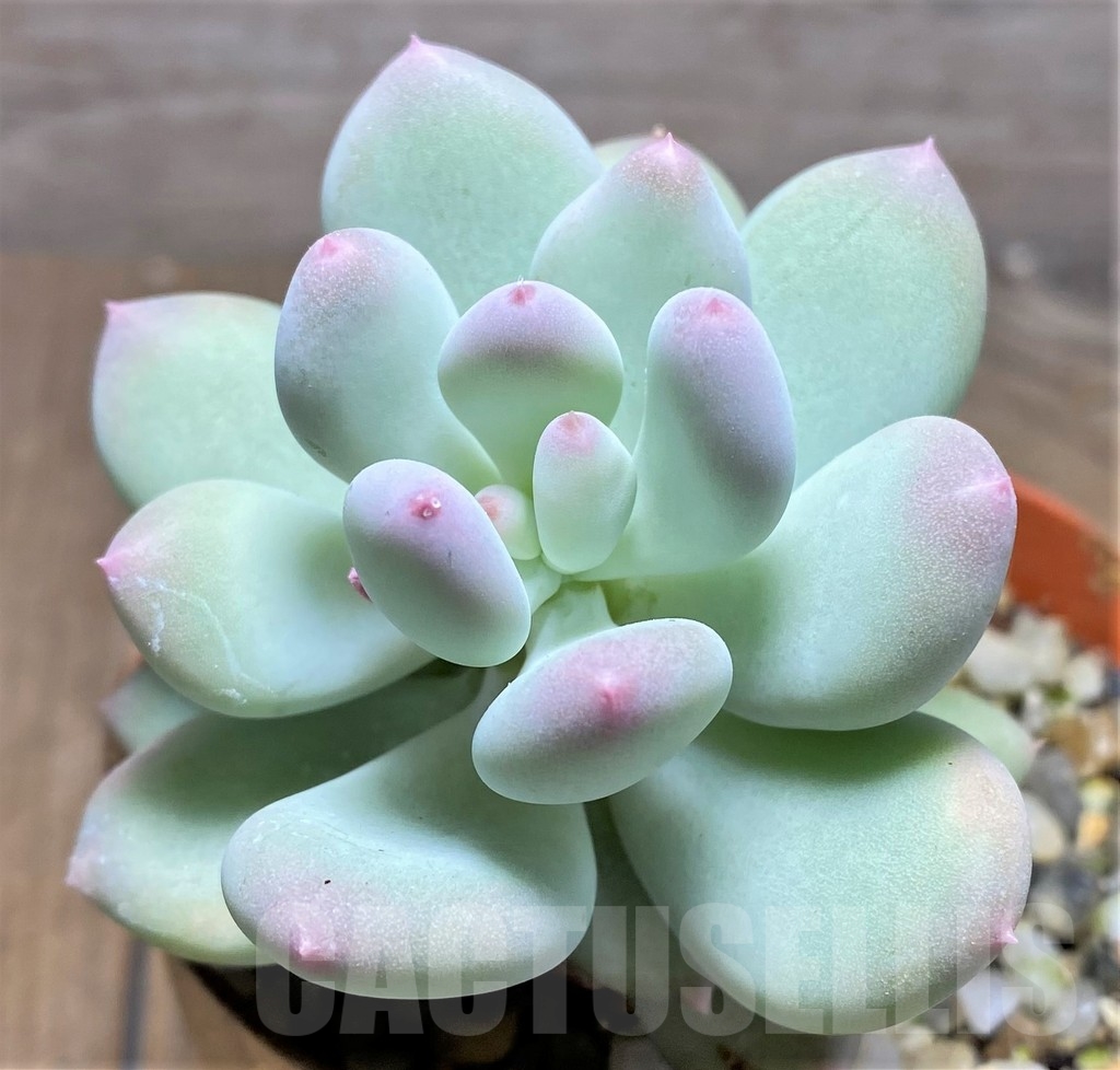 SHPR23597 Pachyphytum 'Dr. Cornelius' - 画像 (2)