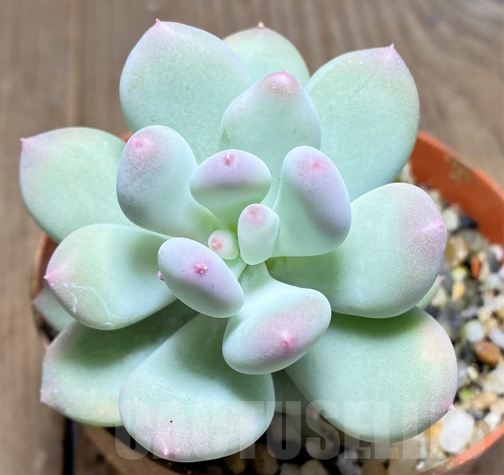 SHPR23597 Pachyphytum 'Dr. Cornelius'