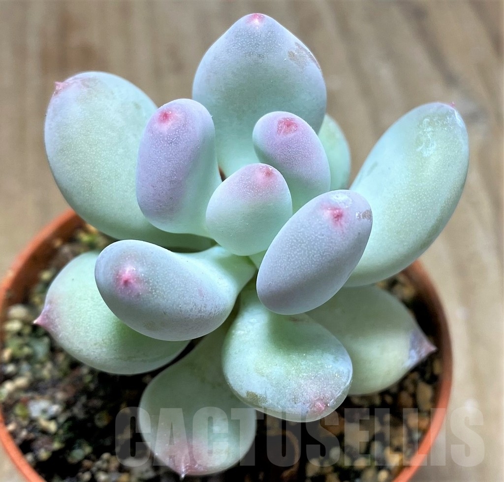 SHPR23598 Pachyphytum 'Dr. Cornelius'