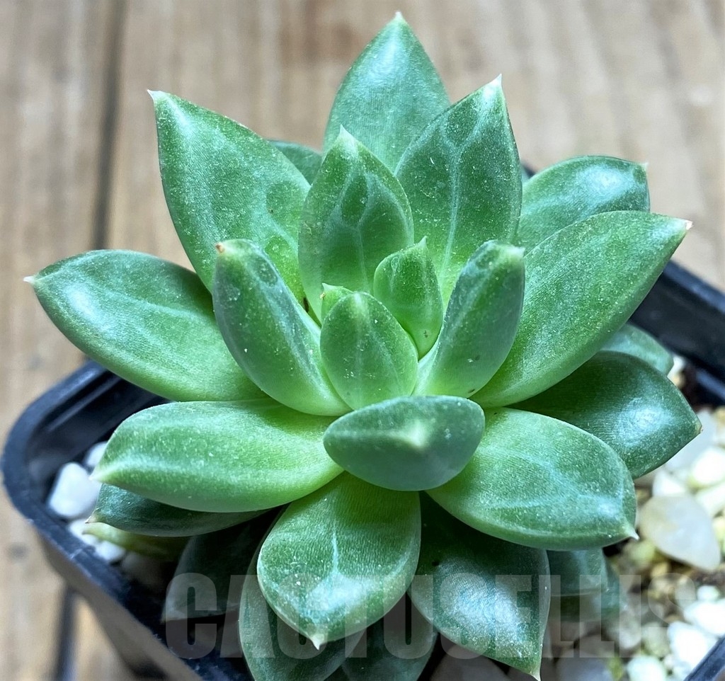 SHPR23599 Pachyphytum 'Chiseled Stones' – Bild 2