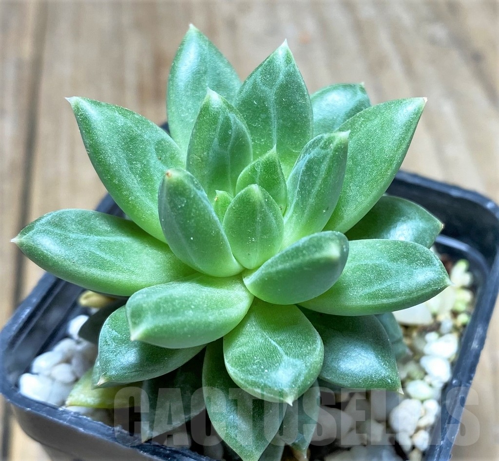 SHPR23599 Pachyphytum 'Chiseled Stones'