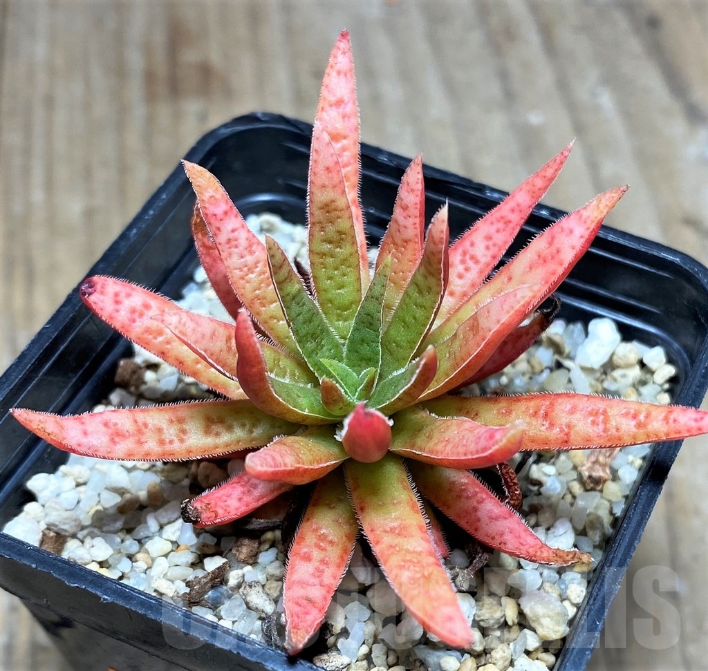 SHPR23600 Crassula rubicunda – Image 2