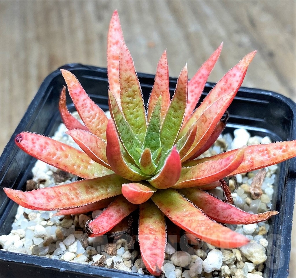 SHPR23600 Crassula rubicunda