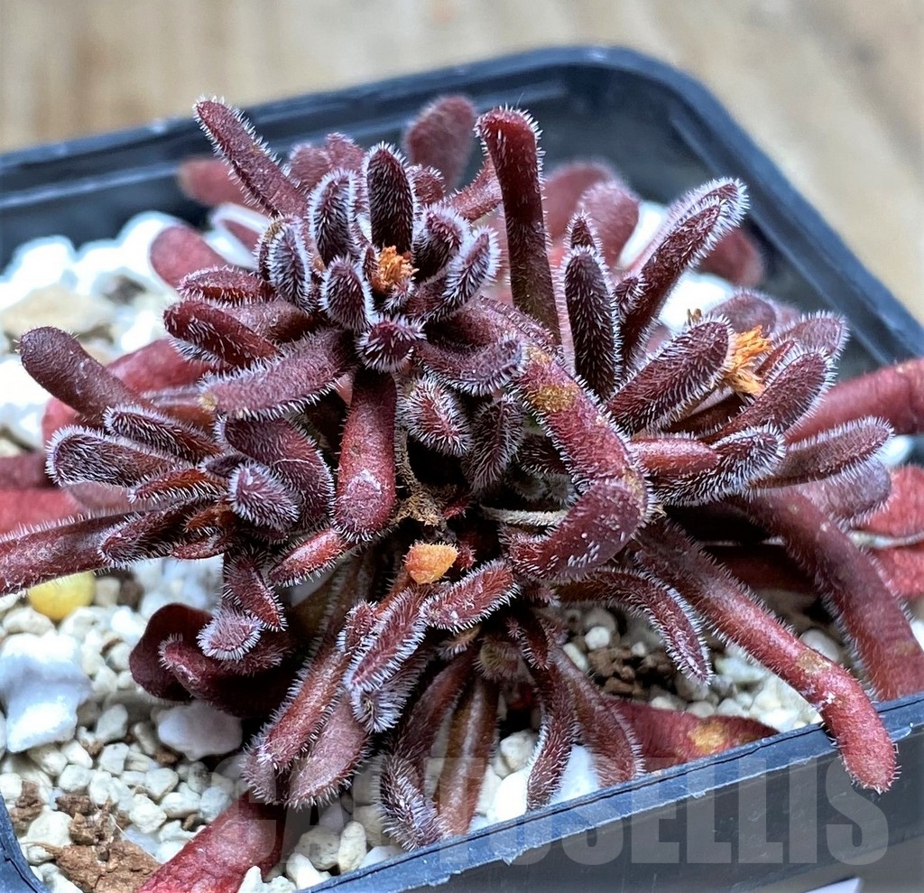 SHPR23601 Crassula pubescens - Obrázek 2