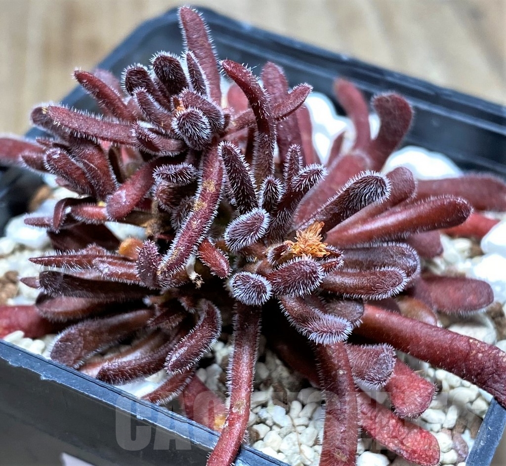 SHPR23601 Crassula pubescens