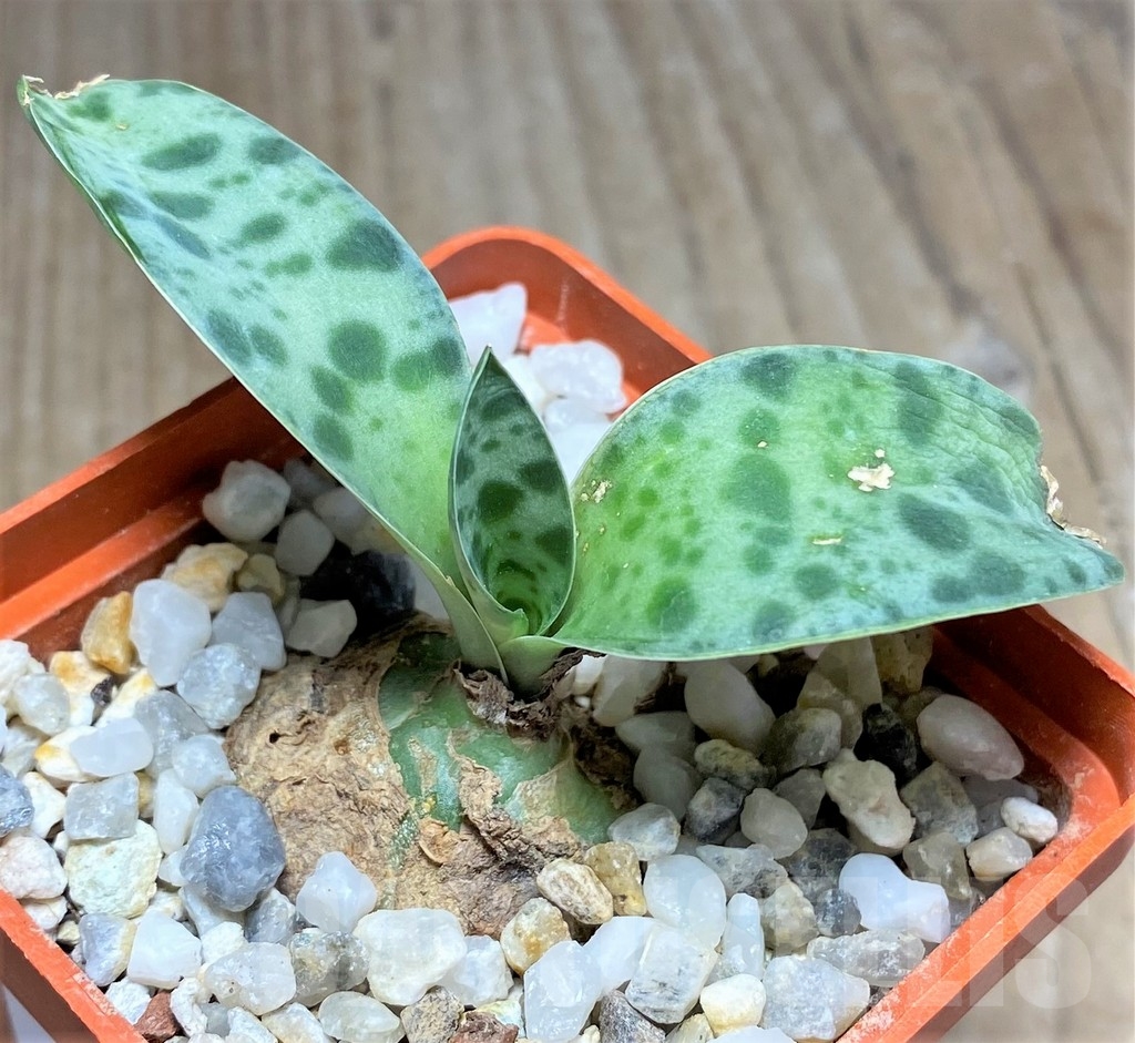 SHPR23602 Scilla sp. RM 342 – Image 2