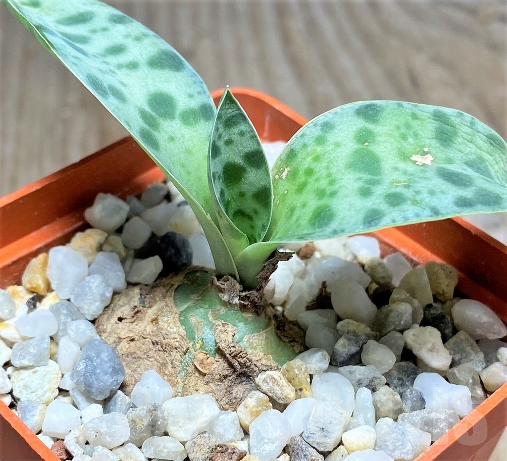 SHPR23602 Scilla sp. RM 342