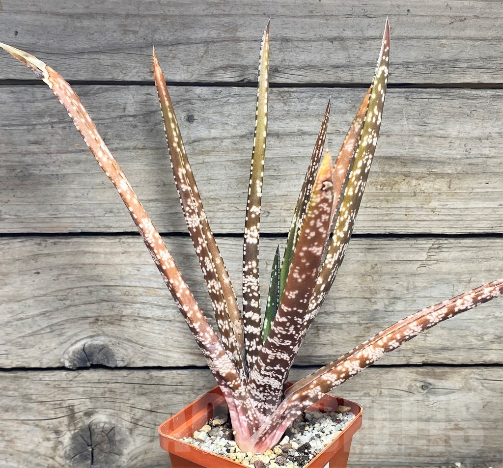 SHPR23603 Gasteria liliputana x Aloe variegata - Image 2