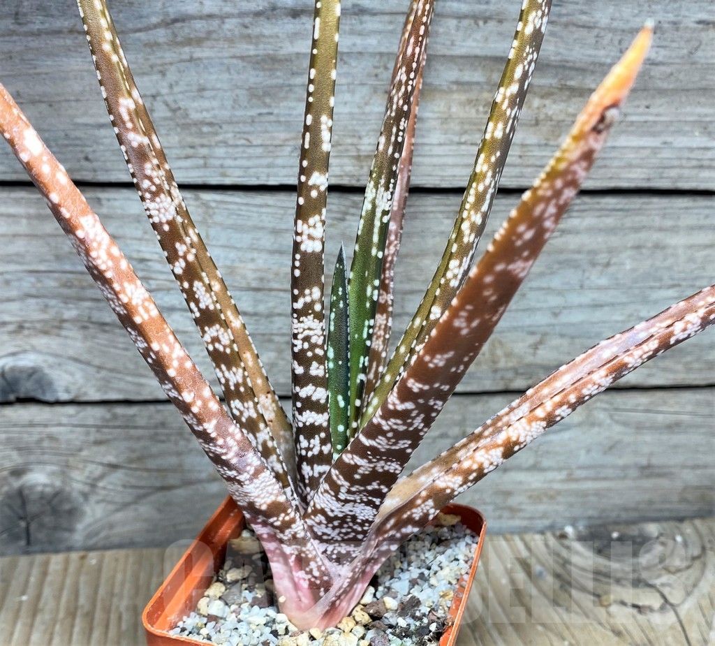SHPR23603 Gasteria liliputana x Aloe variegata