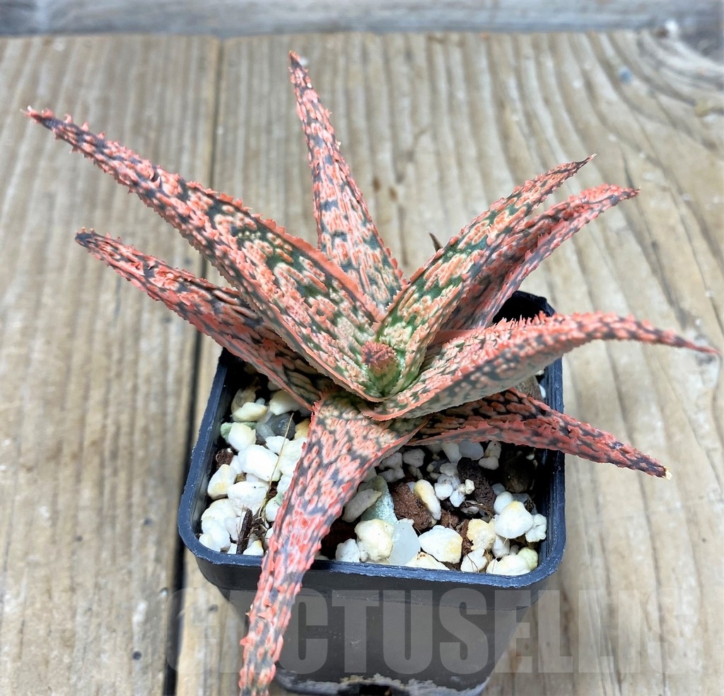 SHPR23604 Aloe hybrid - Obrázek 2