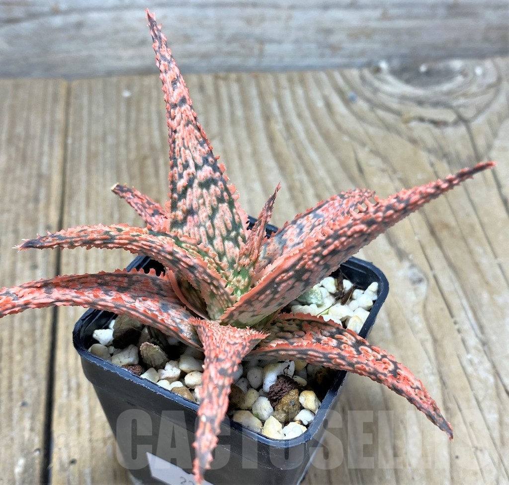 SHPR23604 Aloe hybrid