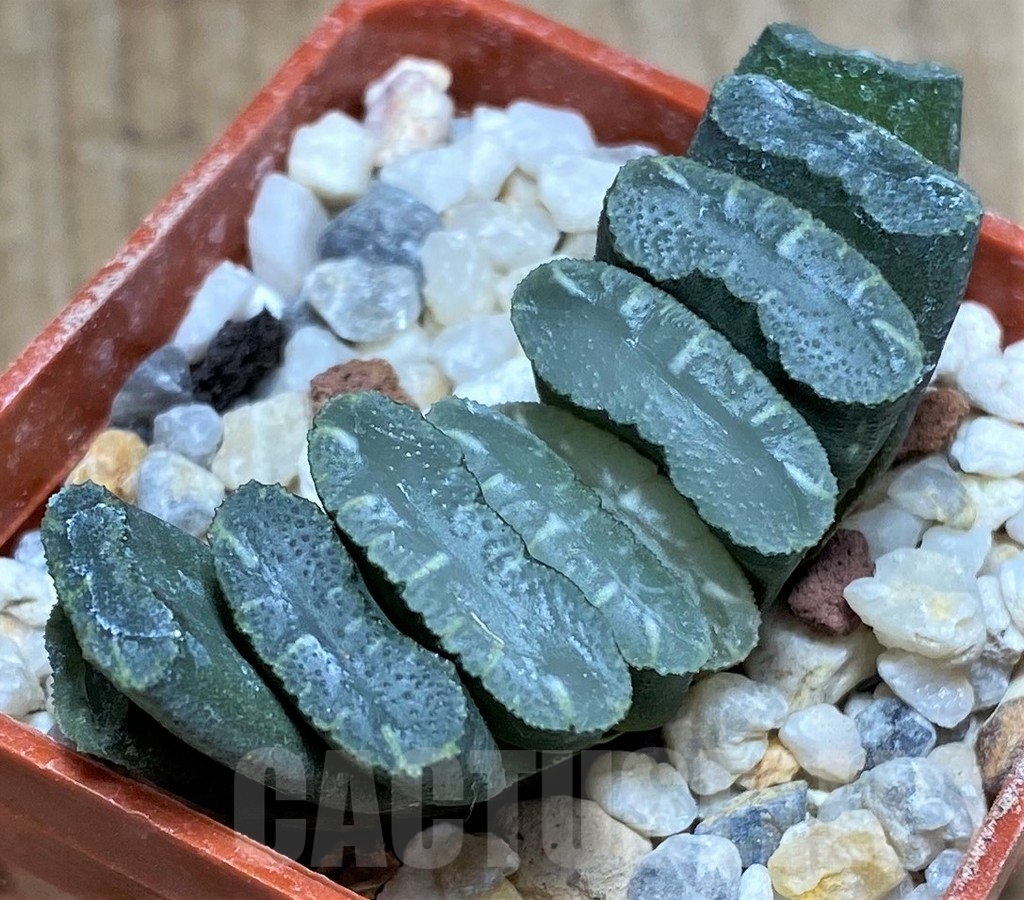 SHPR23605 Haworthia truncata -Japan-