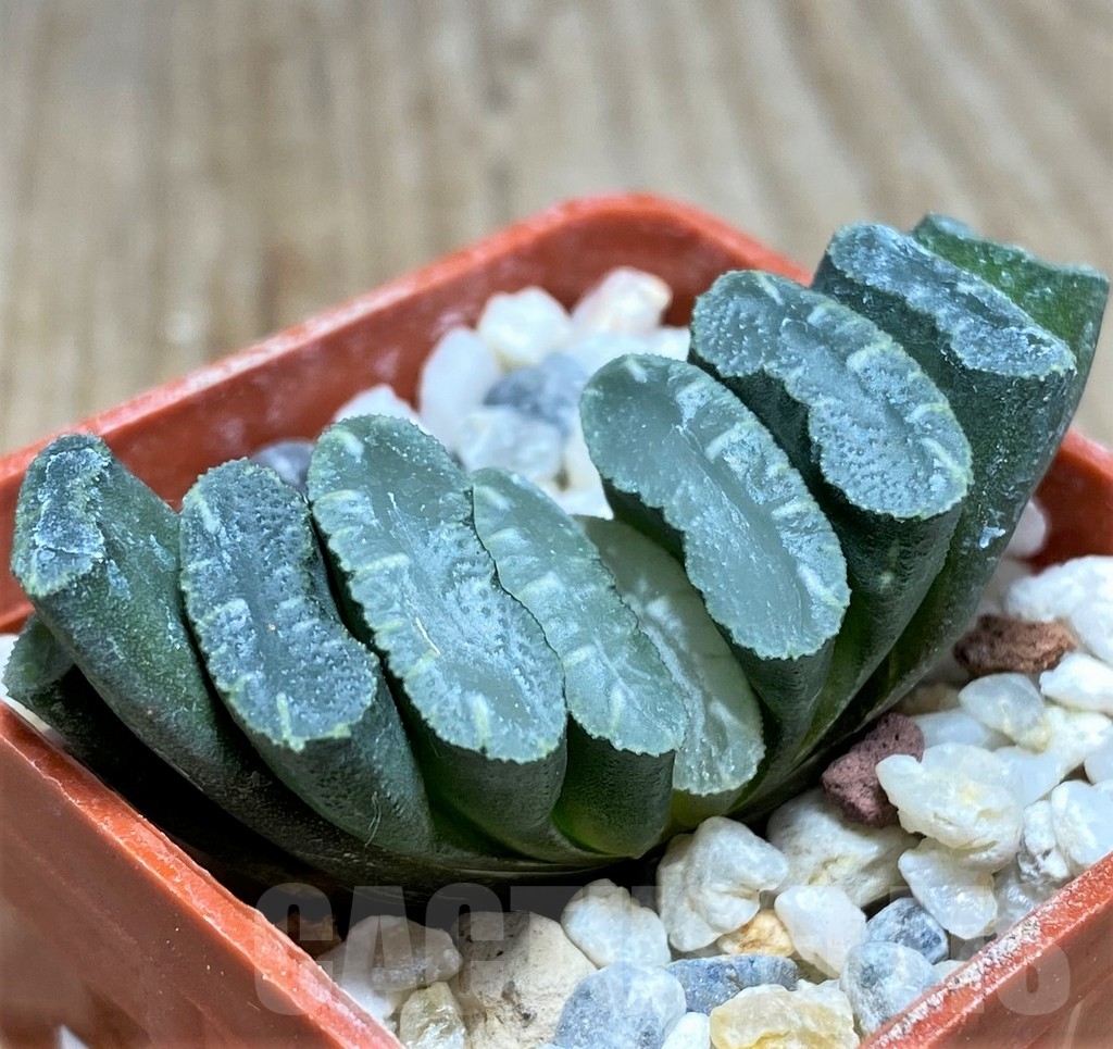 SHPR23605 Haworthia truncata -Japan- - Image 2