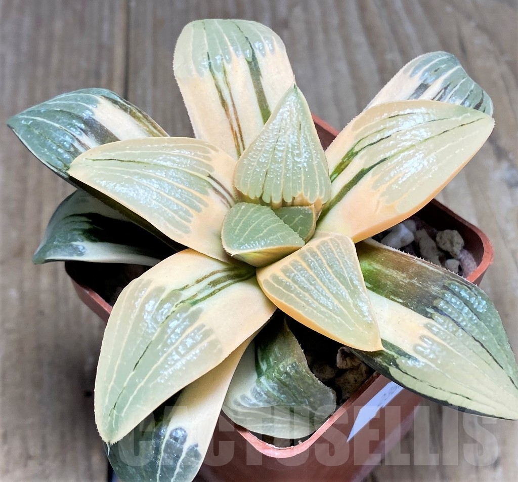 SHPR23606 Haworthia springbokvlakensis hybrid f. variegata - Зображення 2
