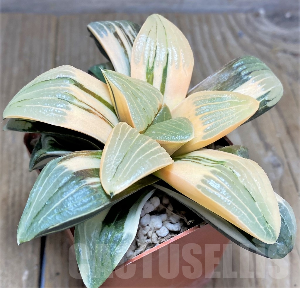 SHPR23606 Haworthia springbokvlakensis hybrid f. variegata - Зображення 3