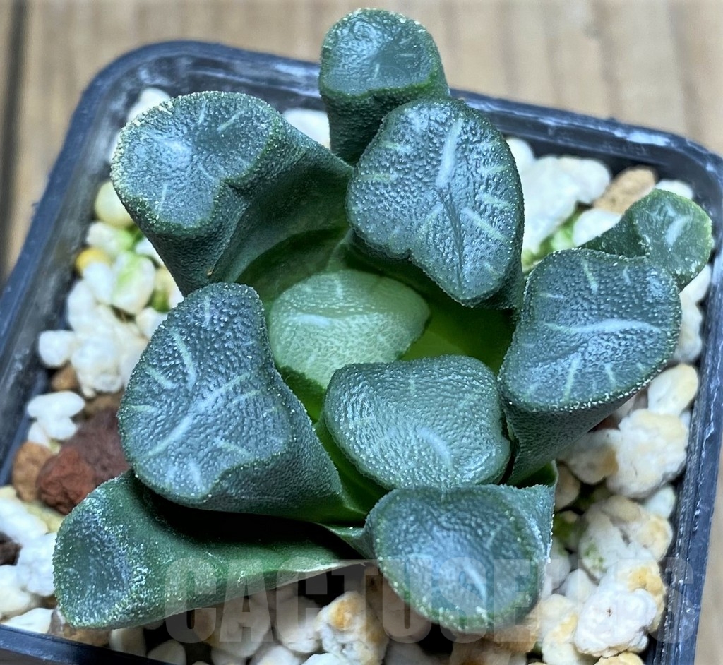 SHPR23607 Haworthia maughanii -Japan-