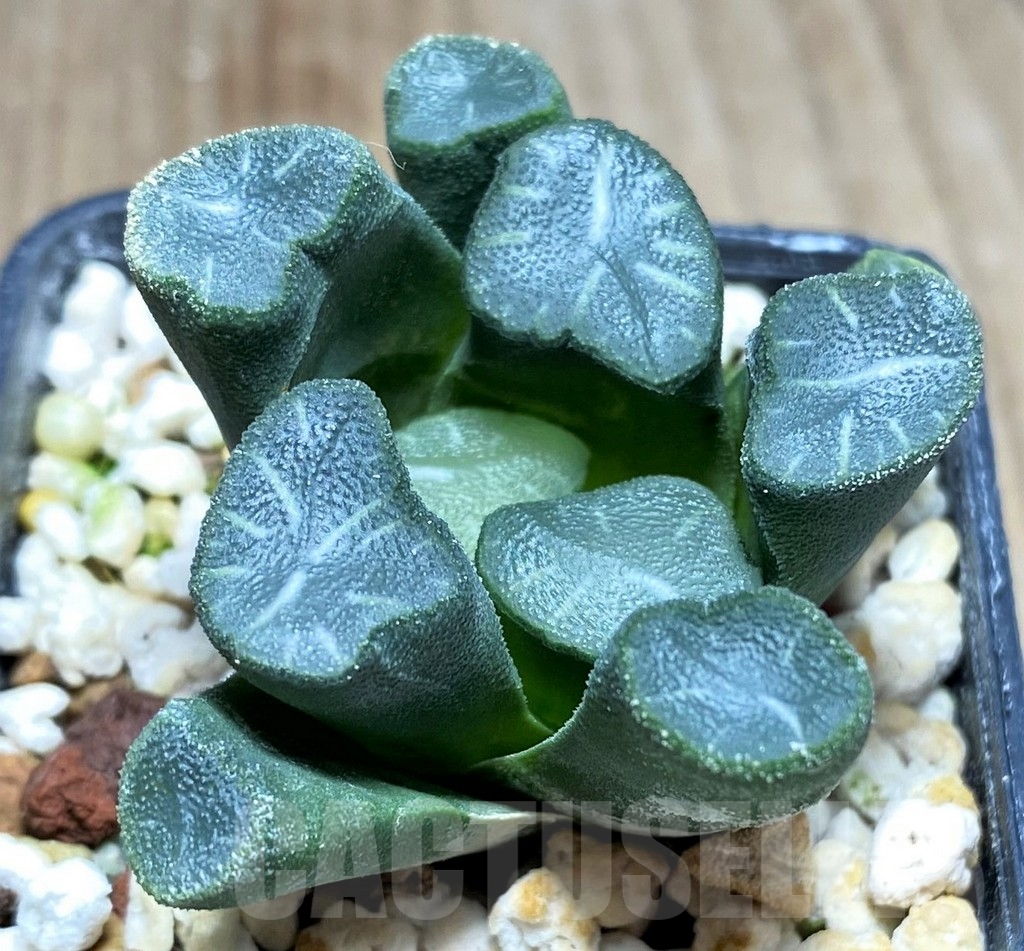 SHPR23607 Haworthia maughanii -Japan- - Image 2