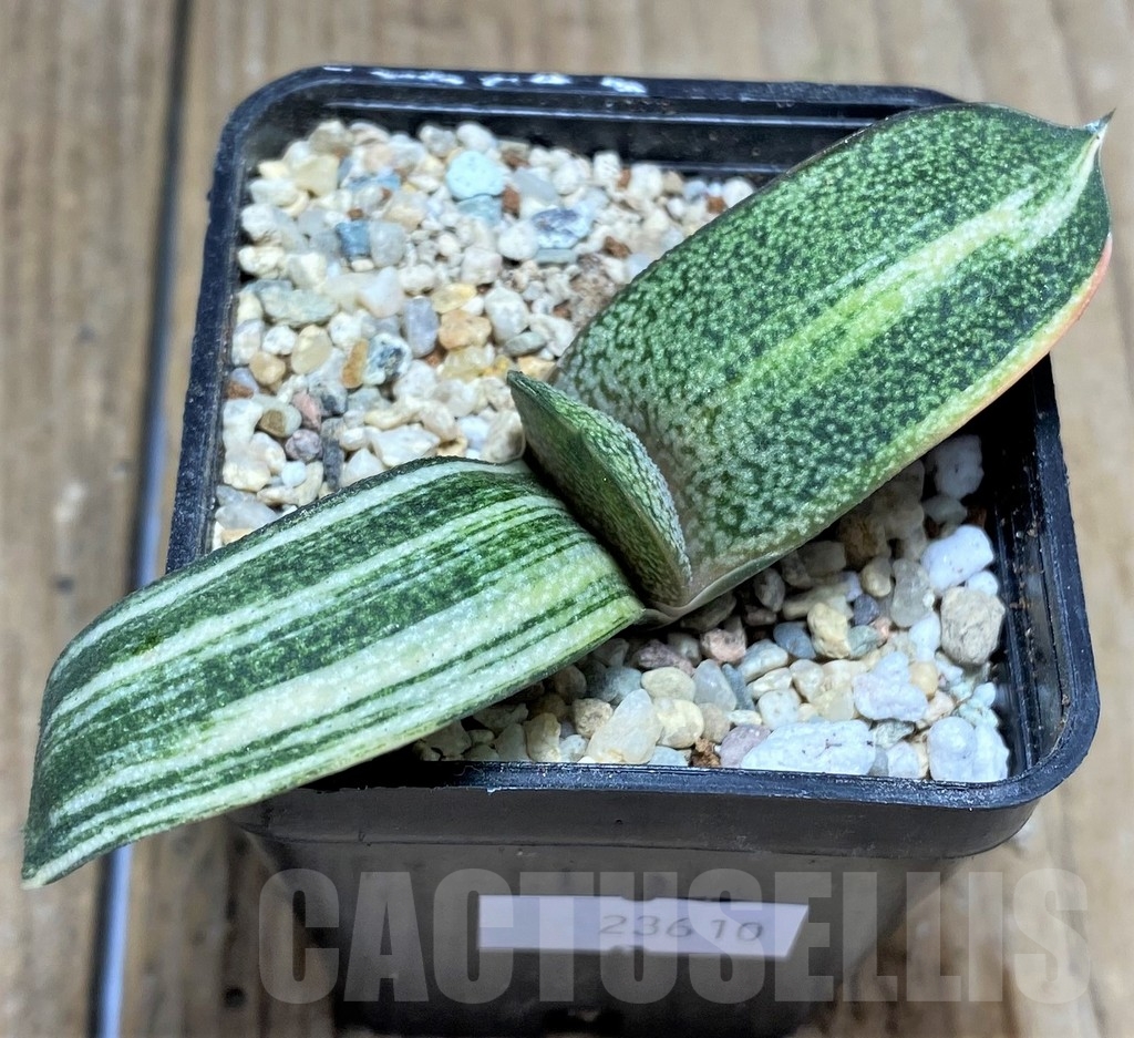 SHPR23610 Gasteria hybrid f. variegata, seedling