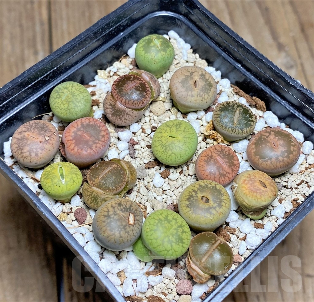 SHPR23612 Lithops mix - Зображення 2