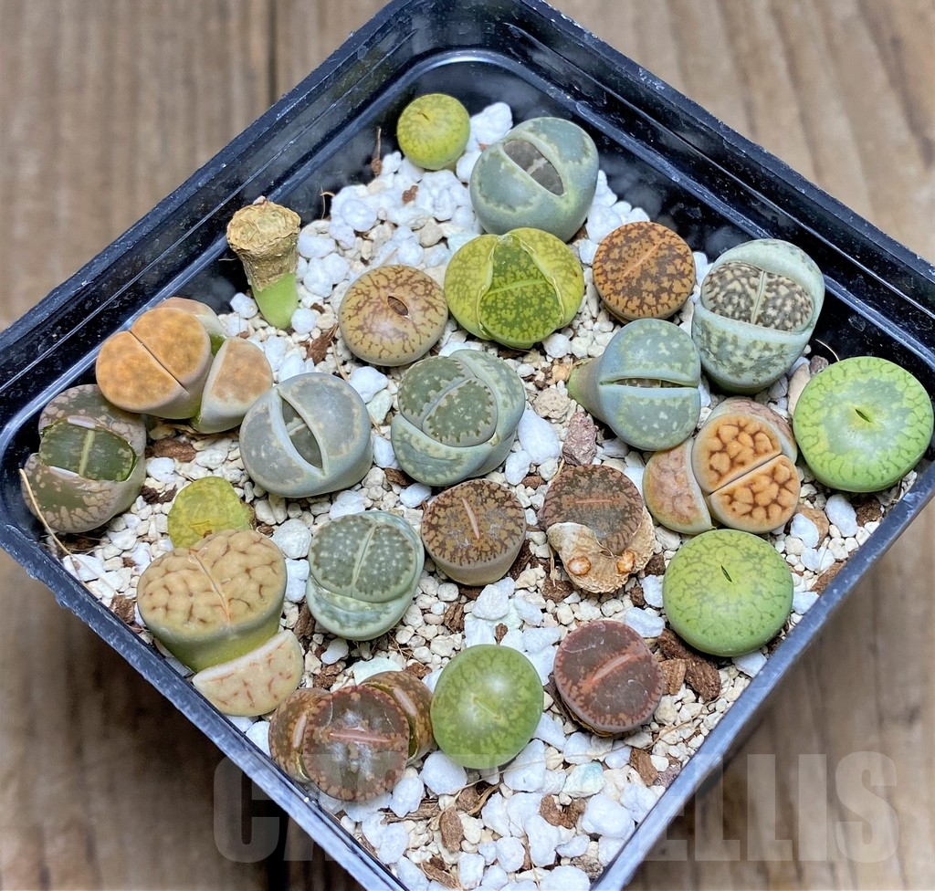 SHPR23614 Lithops mix – Bild 2