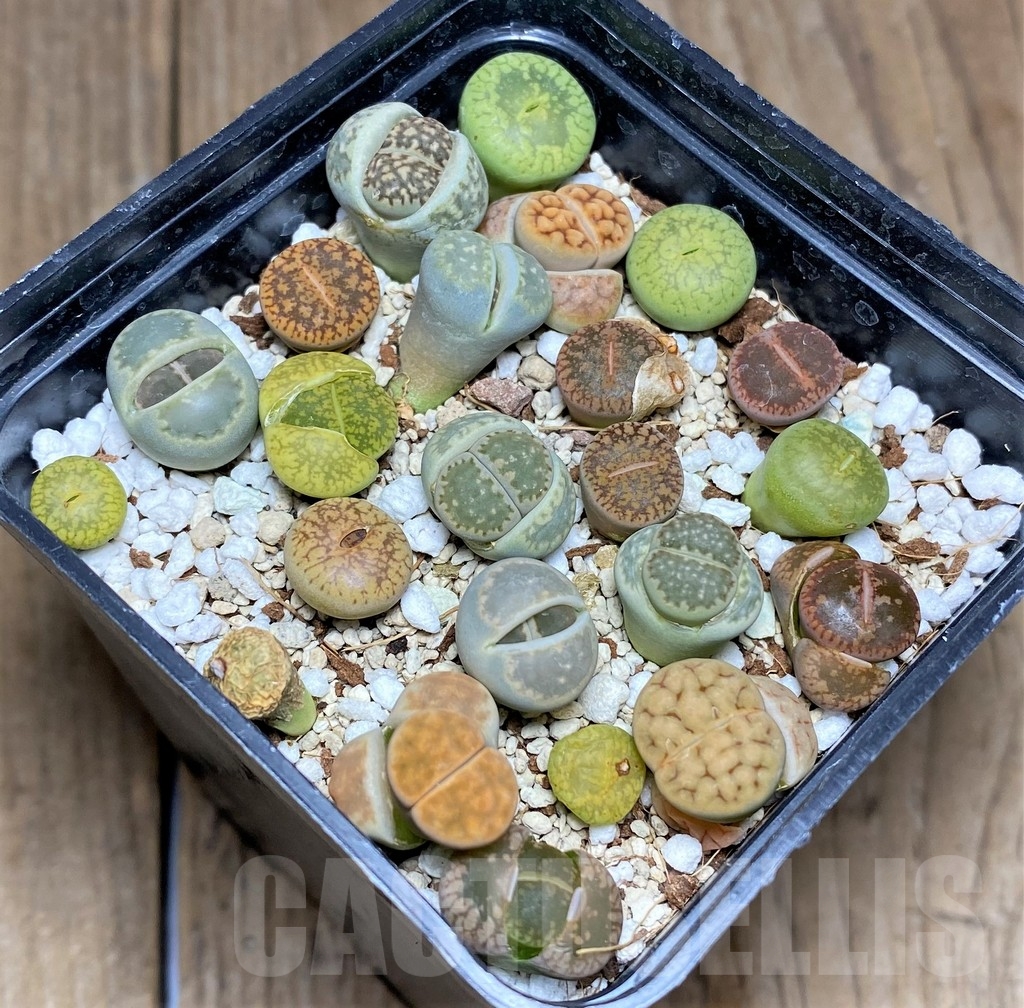 SHPR23614 Lithops mix
