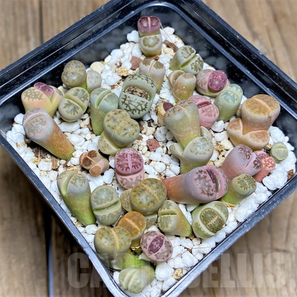 SHPR23615 Lithops mix – Bild 2