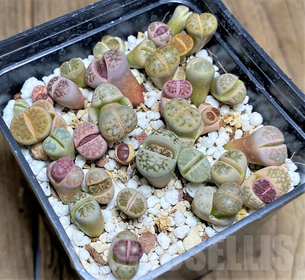 SHPR23615 Lithops mix