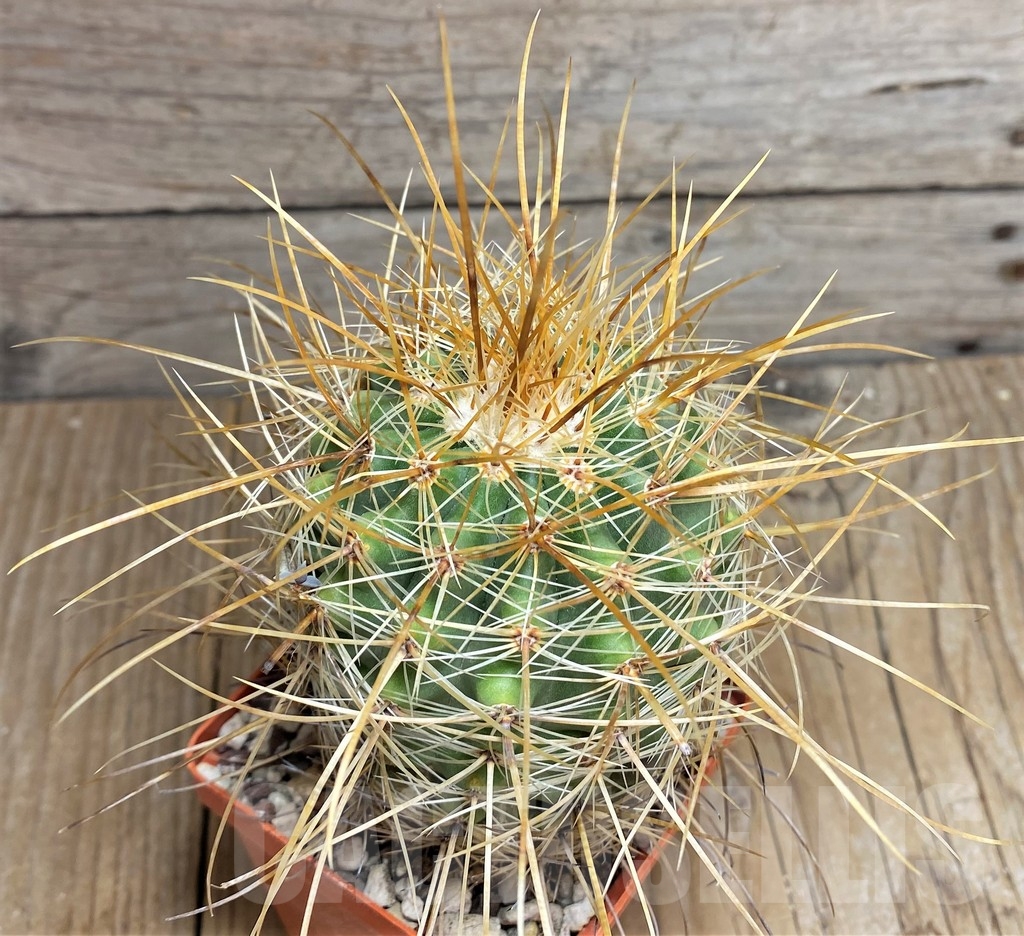 SHPR23672 Parodia maxima